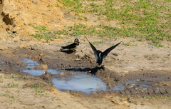 Hirundo rustica
