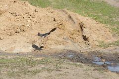 Hirundo rustica