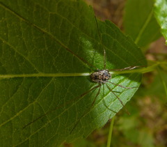 Platybunus