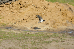 Hirundo rustica
