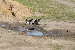 Hirundo rustica