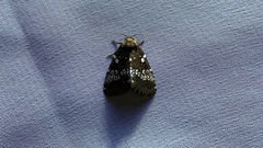 Dysmilichia gemella