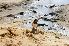 Hirundo rustica