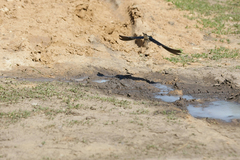 Hirundo rustica