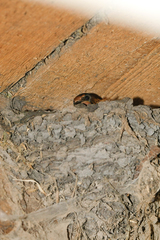 Hirundo rustica