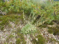 Artemisia lagocephala