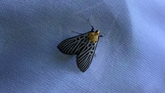 Tyspanodes hypsalis