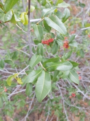 Ochna barbosae