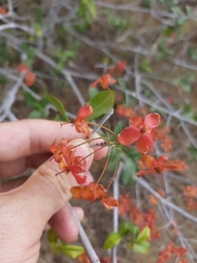 Ochna barbosae