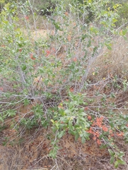 Ochna barbosae