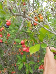 Ochna barbosae