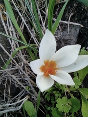 Crocus aleppicus