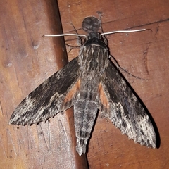 Erinnyis oenotrus