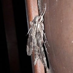 Erinnyis oenotrus