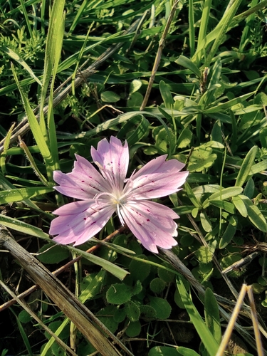 Image of Dianthus strictus by no rights reserved