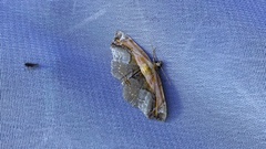 Lophoruza pulcherrima