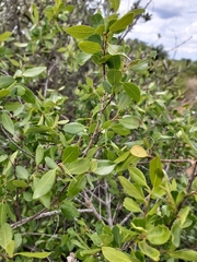 Pteleopsis myrtifolia