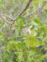 Pteleopsis myrtifolia