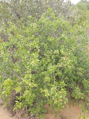 Pteleopsis myrtifolia