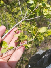 Pteleopsis myrtifolia