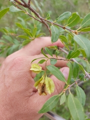 Pteleopsis myrtifolia
