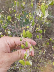 Croton pseudopulchellus