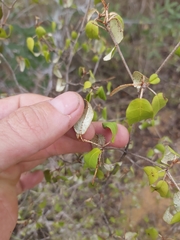 Croton pseudopulchellus