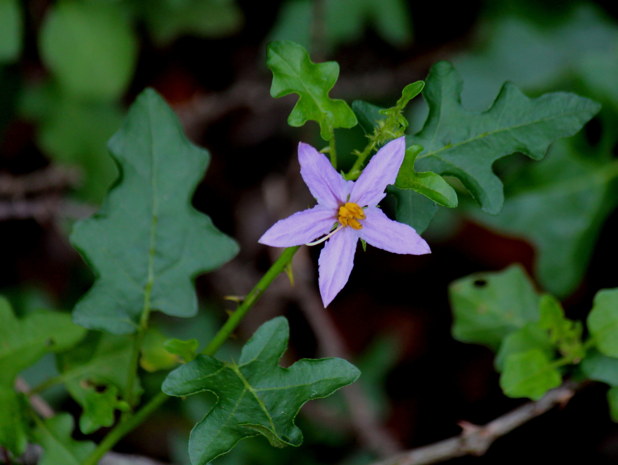 Solanum torreanum