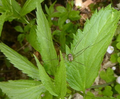Amilenus aurantiacus