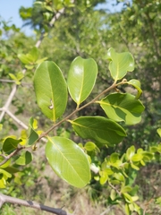 Artabotrys brachypetalus