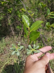 Artabotrys brachypetalus