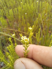 Diosma tenella