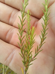 Diosma tenella