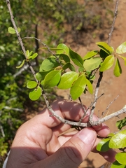 Hymenocardia ulmoides