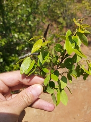 Hymenocardia ulmoides