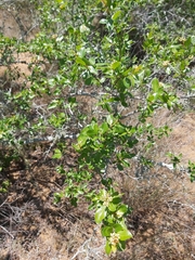 Hymenocardia ulmoides