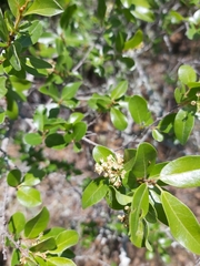 Hymenocardia ulmoides