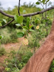 Hymenocardia ulmoides