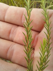 Diosma tenella
