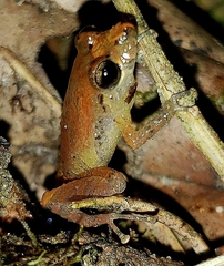 Pristimantis luteolateralis