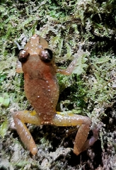 Pristimantis luteolateralis