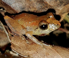 Pristimantis luteolateralis