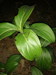 Magnoliopsida