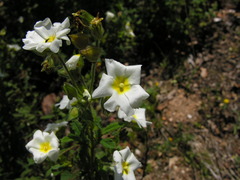 Cistus × florentinus