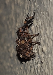 Colobodes billbergii