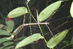 Phanocloidea