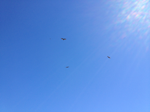 iNaturalist observation photo of Turkey Vulture