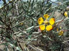 Tricomaria usillo