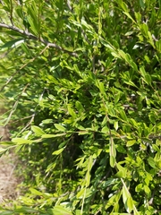 Boscia foetida subsp. filipes image