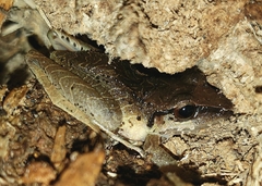 Pristimantis achatinus